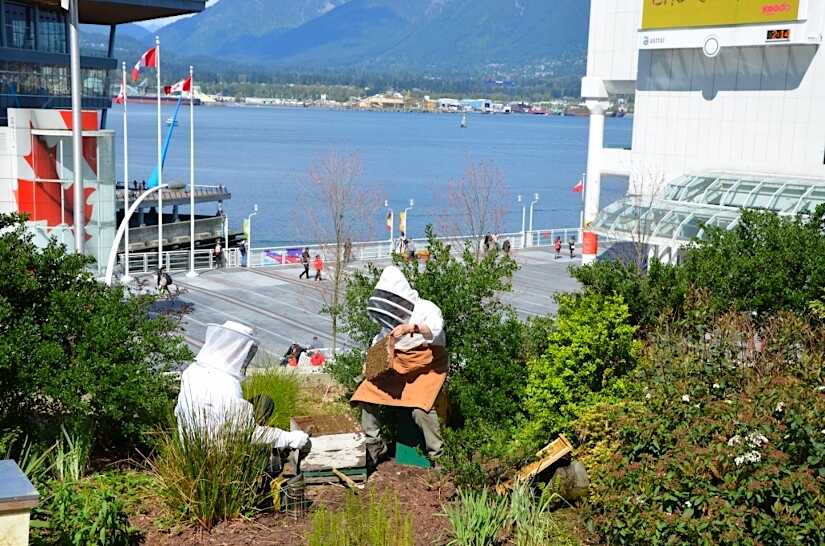 Μελισσοκομία στο Fairmont Waterfront Hotel - Vancouver, Canada